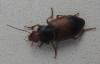 Diachromus germanus
